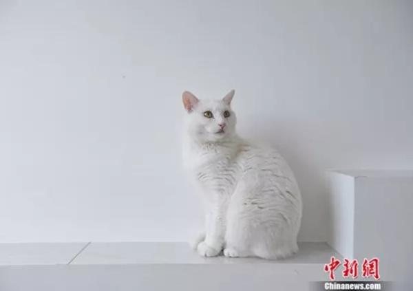 资料图：宠物猫。<a target='_blank'  data-cke-saved-href='http://www.chinanews.com/' href='http://www.chinanews.com/' >中新网</a>记者 李霈韵 摄