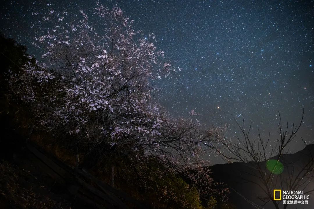 东朗乡，星空下的野桃花