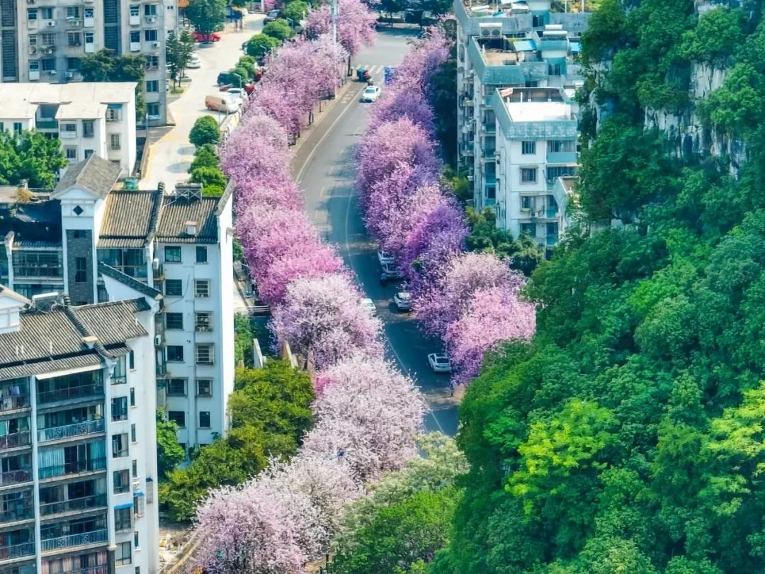 街道两旁都是盛开的紫荆花