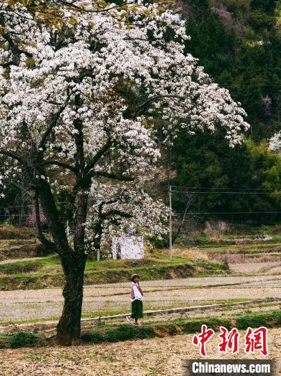 游人赏梨花。　马娟 摄