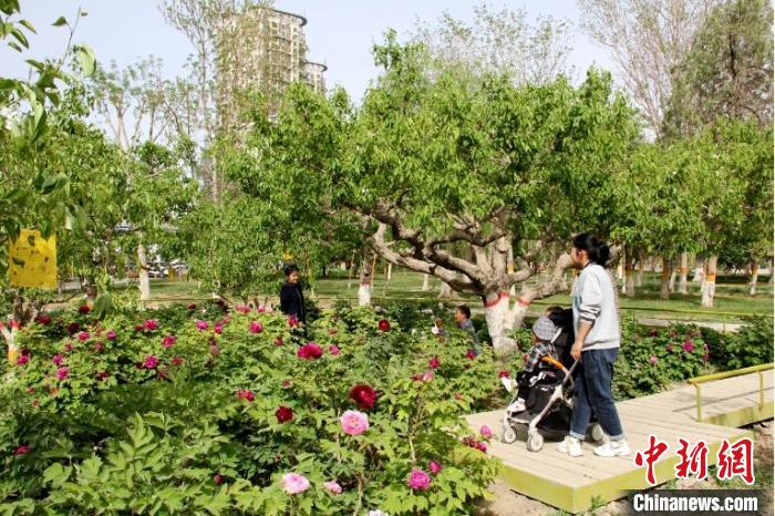 梨香园牡丹花娇艳绽放，吸引市民游园赏花。　马丽娟 摄