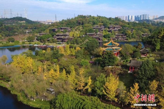 中国侨网11月20日，重庆园博园里的各种彩叶在冬日阳光照耀下绚丽多彩，吸引众多市民游客前来打卡游玩。随着气温逐渐下降，重庆园博园里的各种树木叶子纷纷变色，银杏树一片金黄、梧桐树色彩斑斓，各种彩叶与古典园林风格的建筑交相辉映，美不胜收。图为重庆园博园。中新网记者 肖江川 摄　