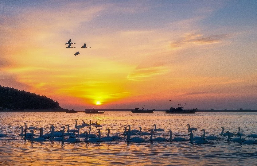 山东荣成天鹅湖日出（图片源自视觉中国）